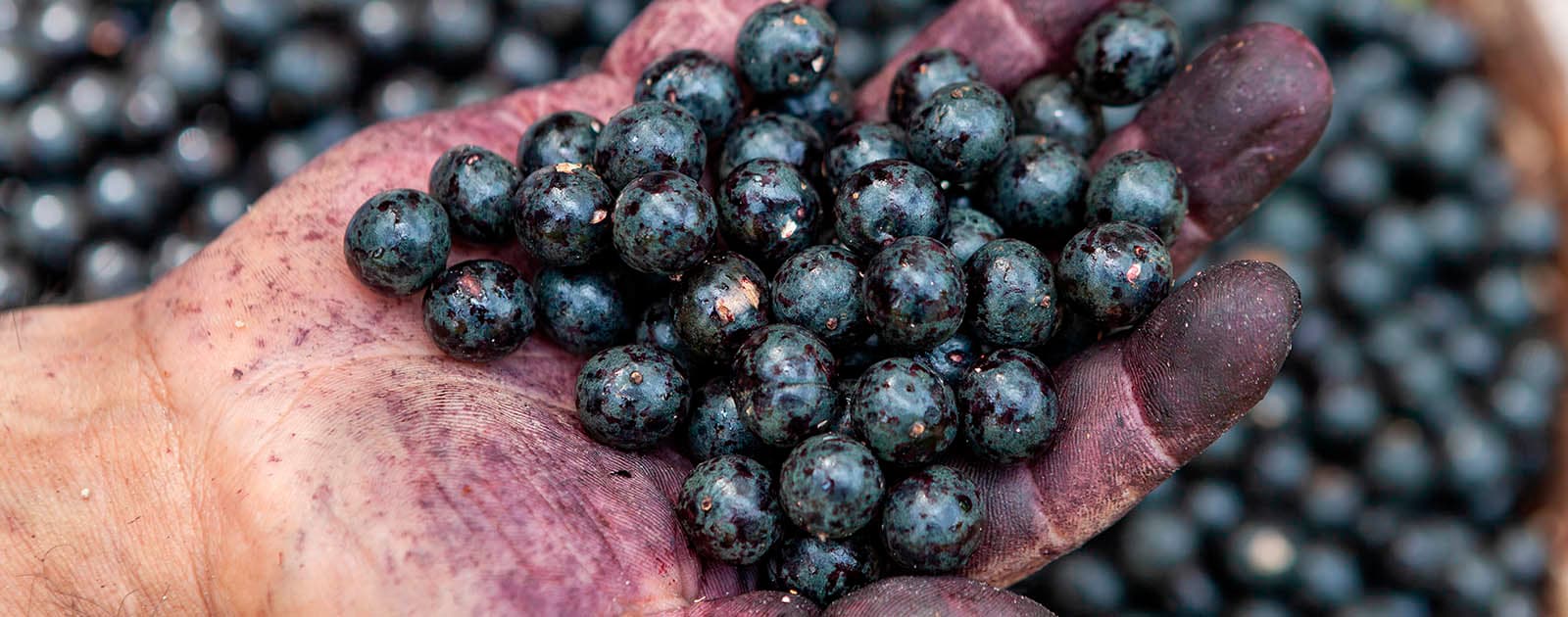 açaí como comer