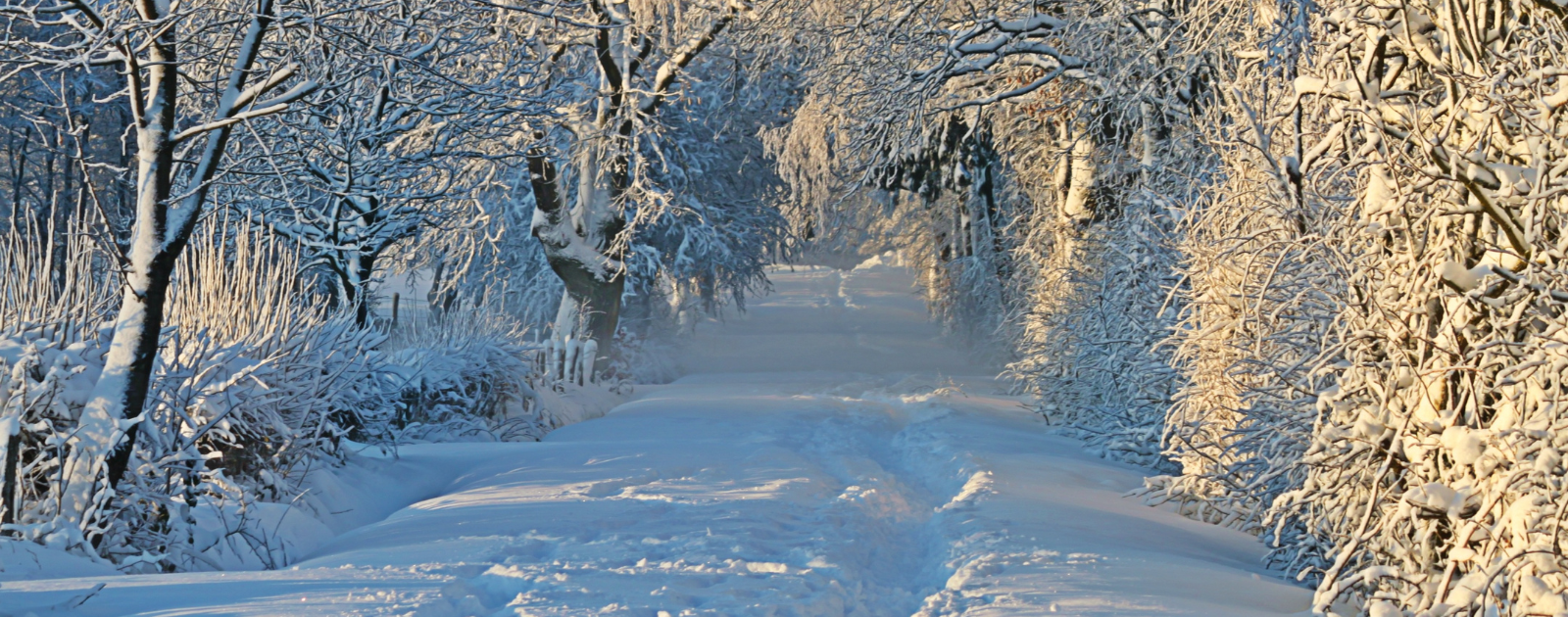 Caminho com árvores congeladas cheias de neve do Inverno