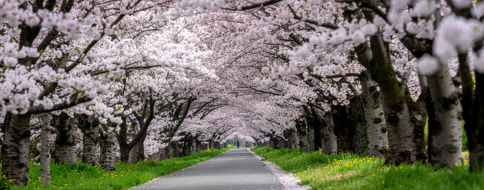 Caminho com árvores de cerejeira na Primavera