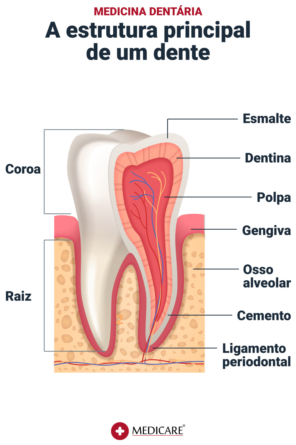 Dente e as suas estruturas principais