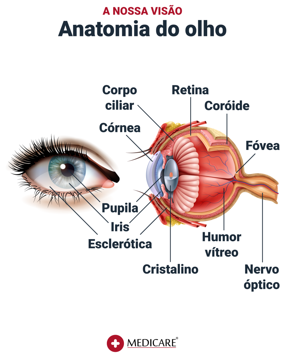 Estrutura do olho do ser humano