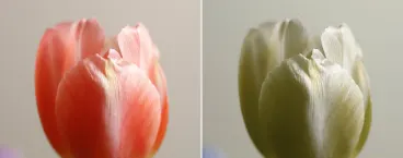 a mesma tulipa de cores diferentes