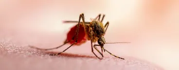 mosquito pousado na pele de humano