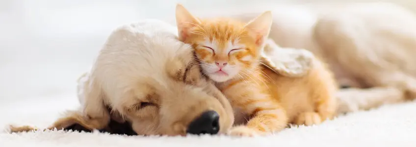 cão e gato dormem encostados um ao outro