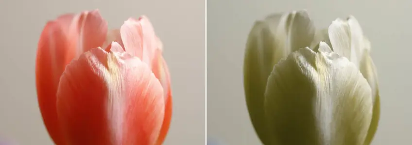a mesma tulipa de cores diferentes