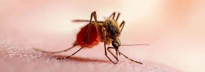 mosquito pousado na pele de humano