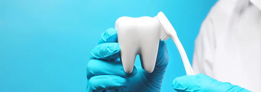 dentista segura num modelo de dente e numa escova