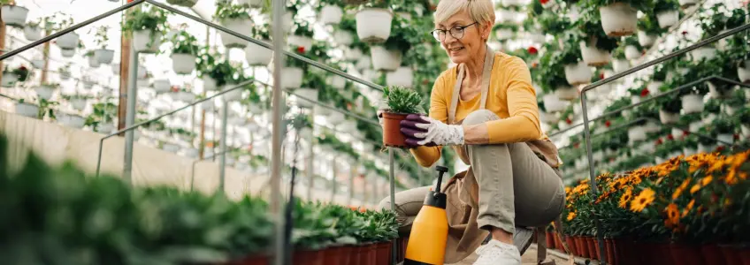 sénior agachada a tratar de uma planta