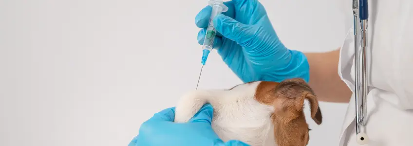 cão a ser vacinado contra a leishmaniose