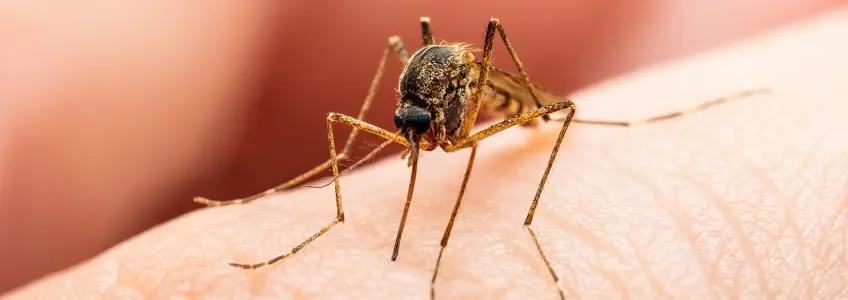 mosquito pousado em cima de braço de pessoa