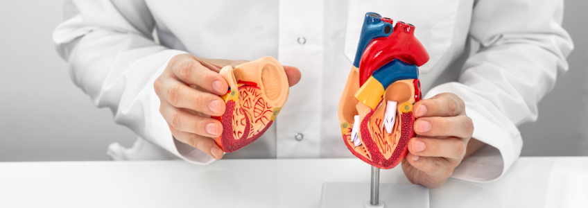 Médico a mostrar onde são os átrios e ventrículos num modelo de coração